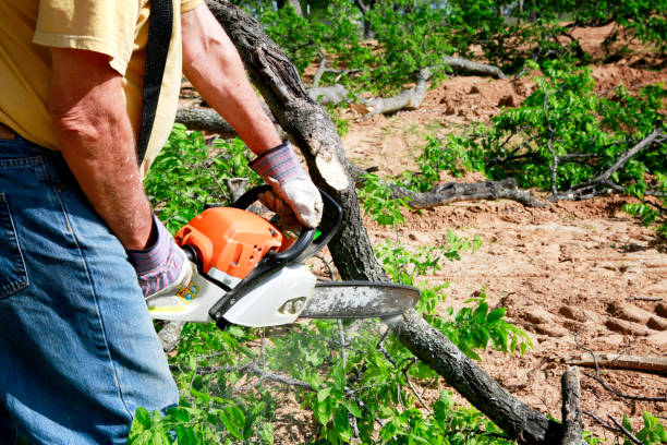 The Steps Involved in Our Tree Care Process in Alliance, OH